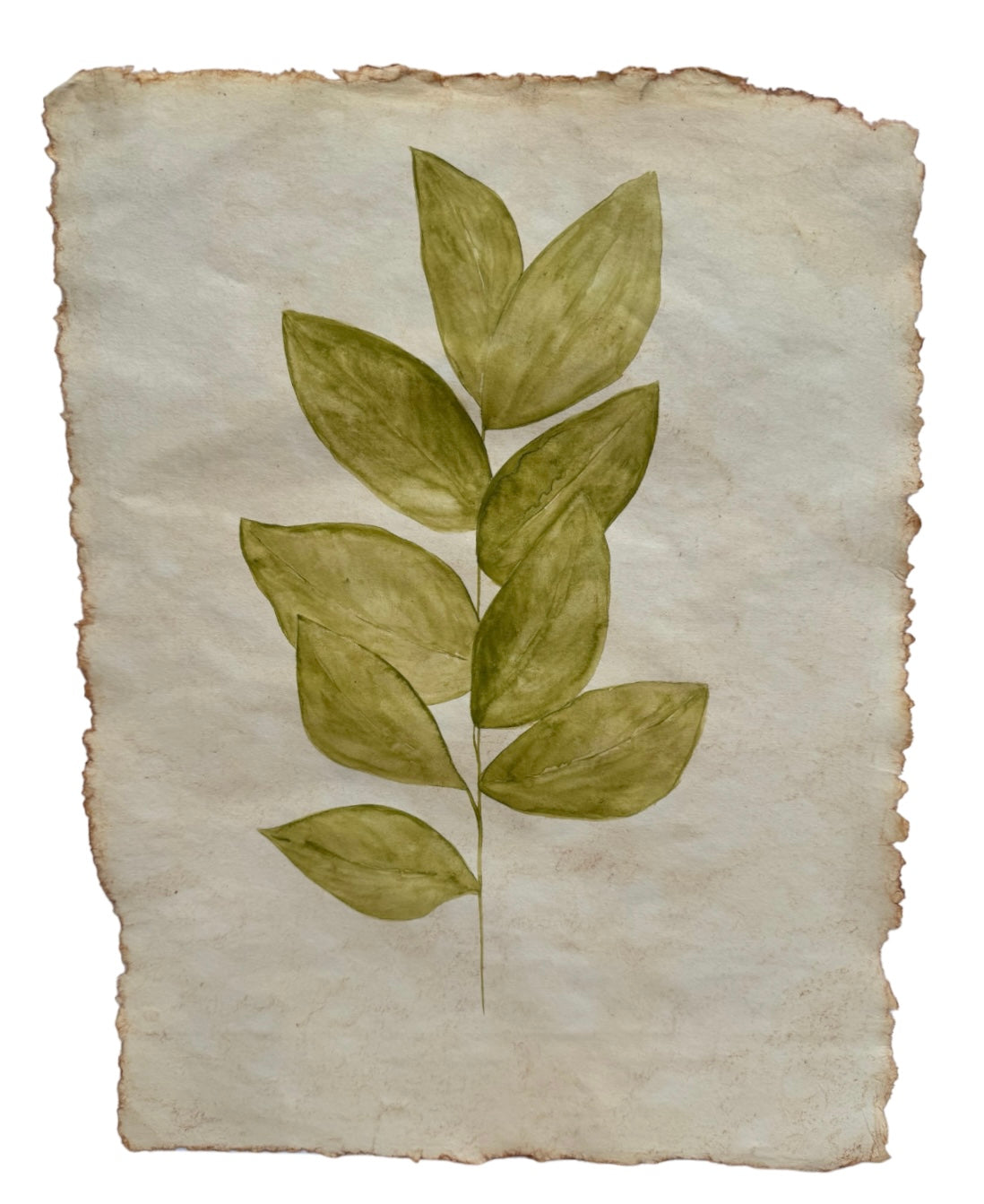 Botanical leaf no.5